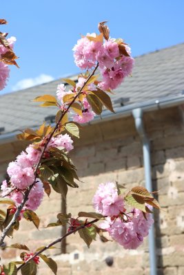 Prunus serrulata 'Kanzan' - višeň pilovitá - kvetení (2)